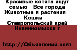 Красивые котята ищут семью - Все города Животные и растения » Кошки   . Ставропольский край,Невинномысск г.